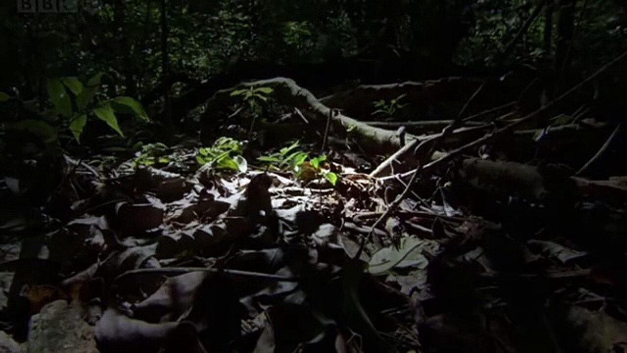 Xem phim Kiến ăn thịt  - The Natural World Ant Attack (2006)