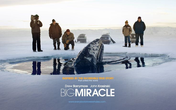 Xem phim Phép Màu  - Big Miracle (2012)