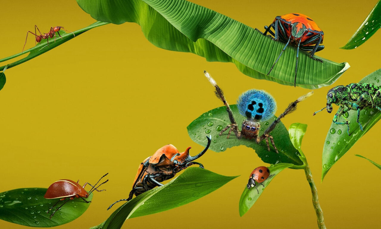 Poster of A Real Bugs Life