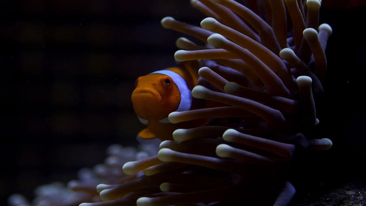 Poster of Great Barrier Reef