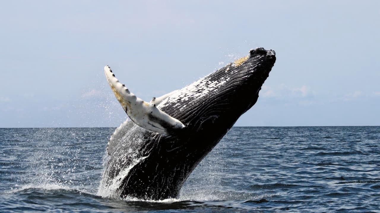 Poster of Ocean Giants